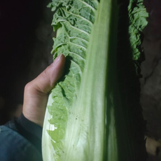 唐山青麻叶大白菜  秋绿60白菜