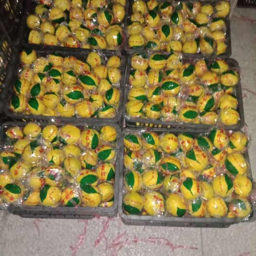洪江市黄金柑 高端大气上档次的黄金贡柚，是送礼的。