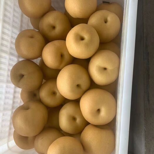 冠县 库存秋月梨 七两半以上 有需要的老板联系
