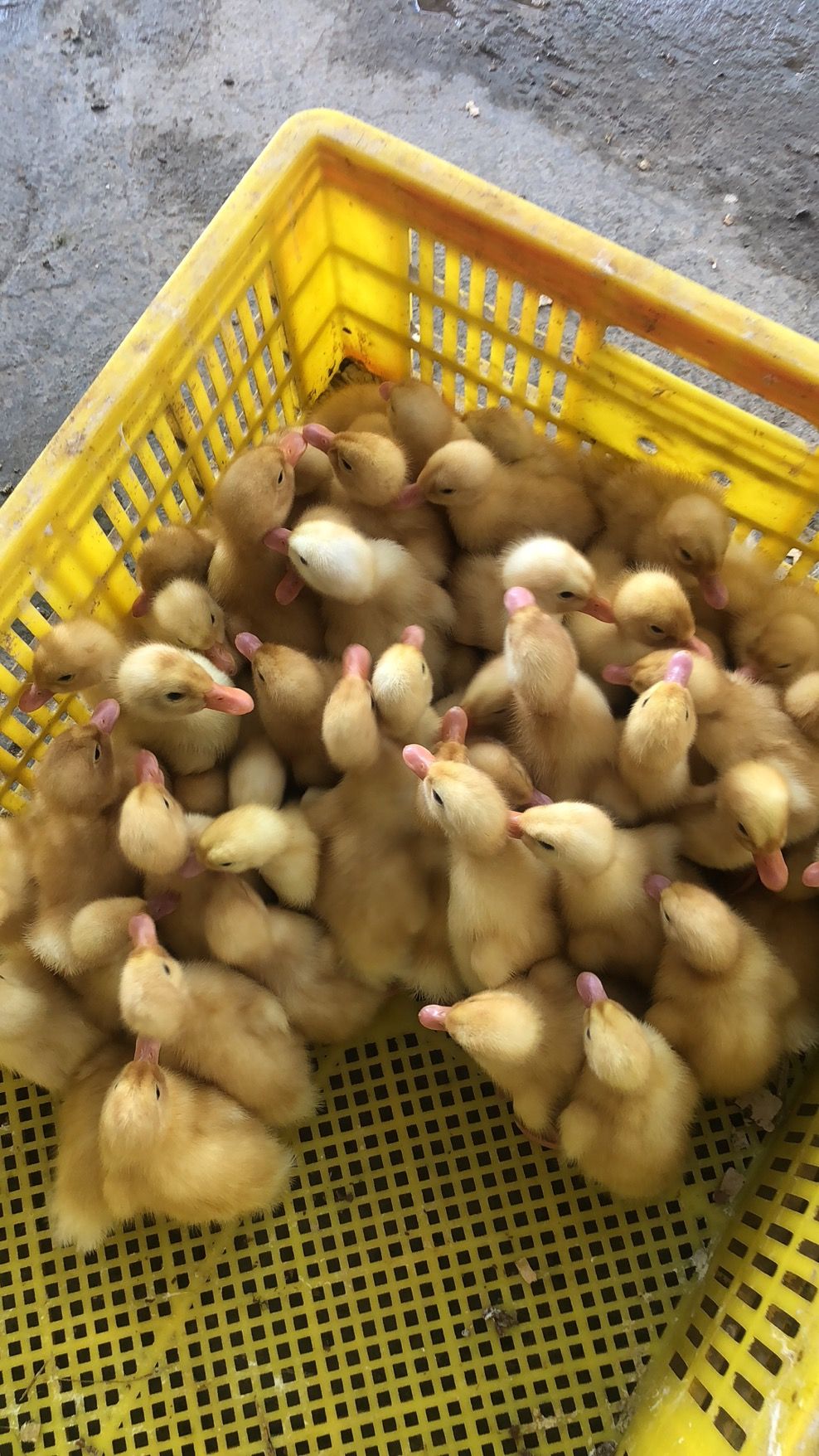 桂柳鸭苗50天8斤做好一针可以发往全国