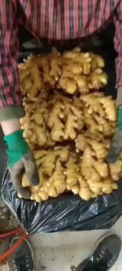 沂水县小黄姜，大黄姜价格便宜，质量保证，产地批发。