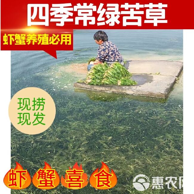 苦草四季青短叶矮生苦草小龙虾蟹养殖工程净化水质专用水草