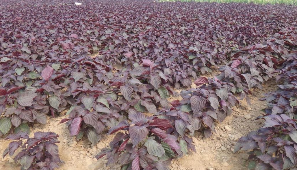 出售新产双面紫苏种子 单面紫苏籽 日本苏籽 药食两用 苏籽