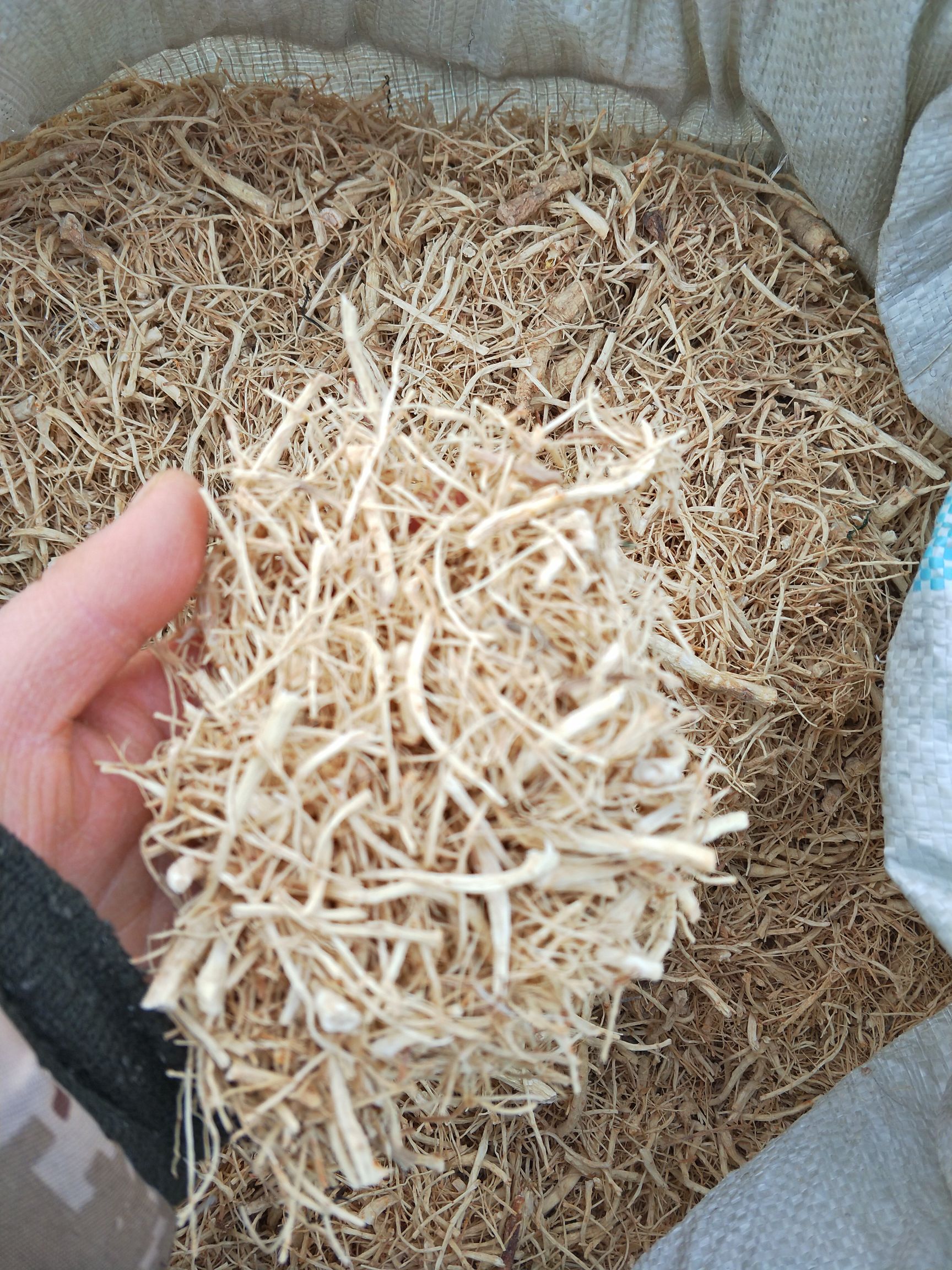 5年无硫优质西洋参碎须产地批发 一手货源 量大从优 欢迎选购