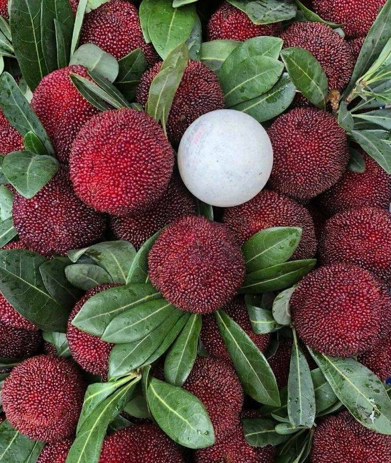 东魁杨梅树苗大果子香甜好吃 营养杯苗带土带叶发货