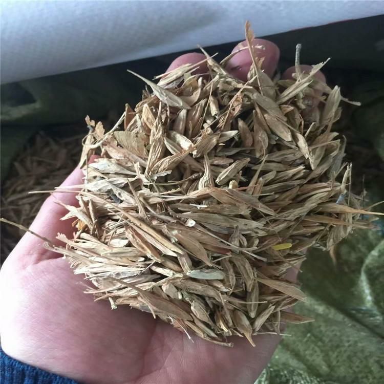 糖槭种子，复叶槭种子辽宁省地产耐寒种源