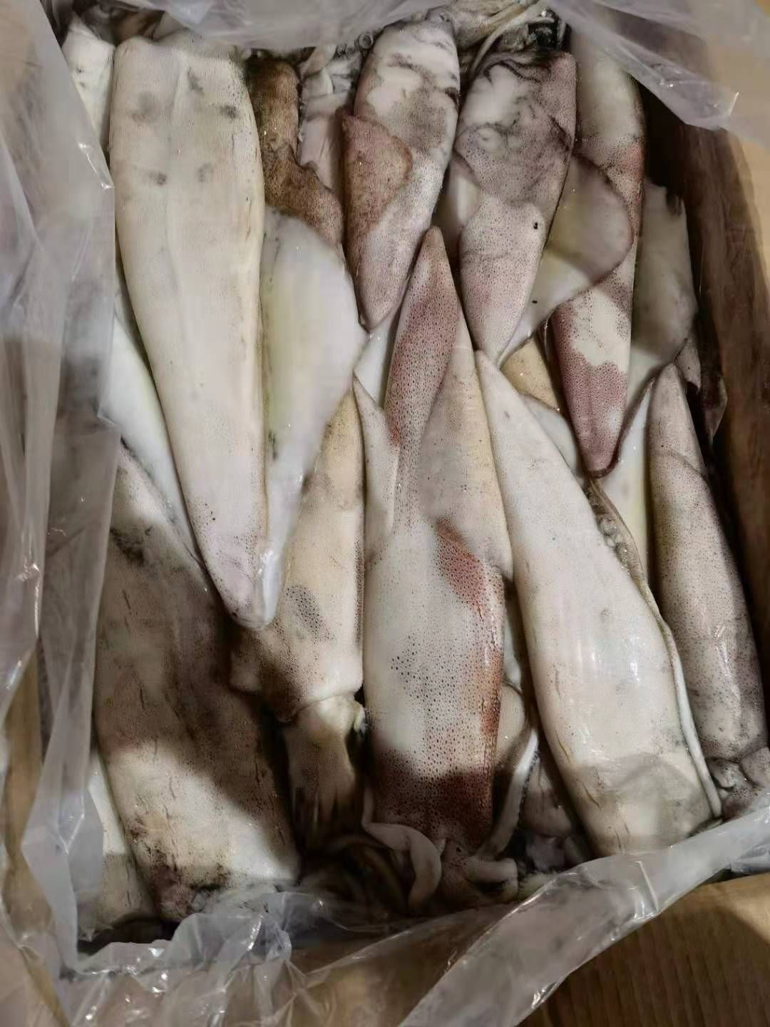  西非鱿鱼 G GG M各规格现货 马尾发货 长期稳定供货