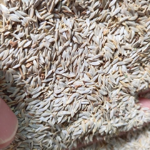 安国市生菜籽  生菜子   莴苣子  正品干货  手机实拍 药用