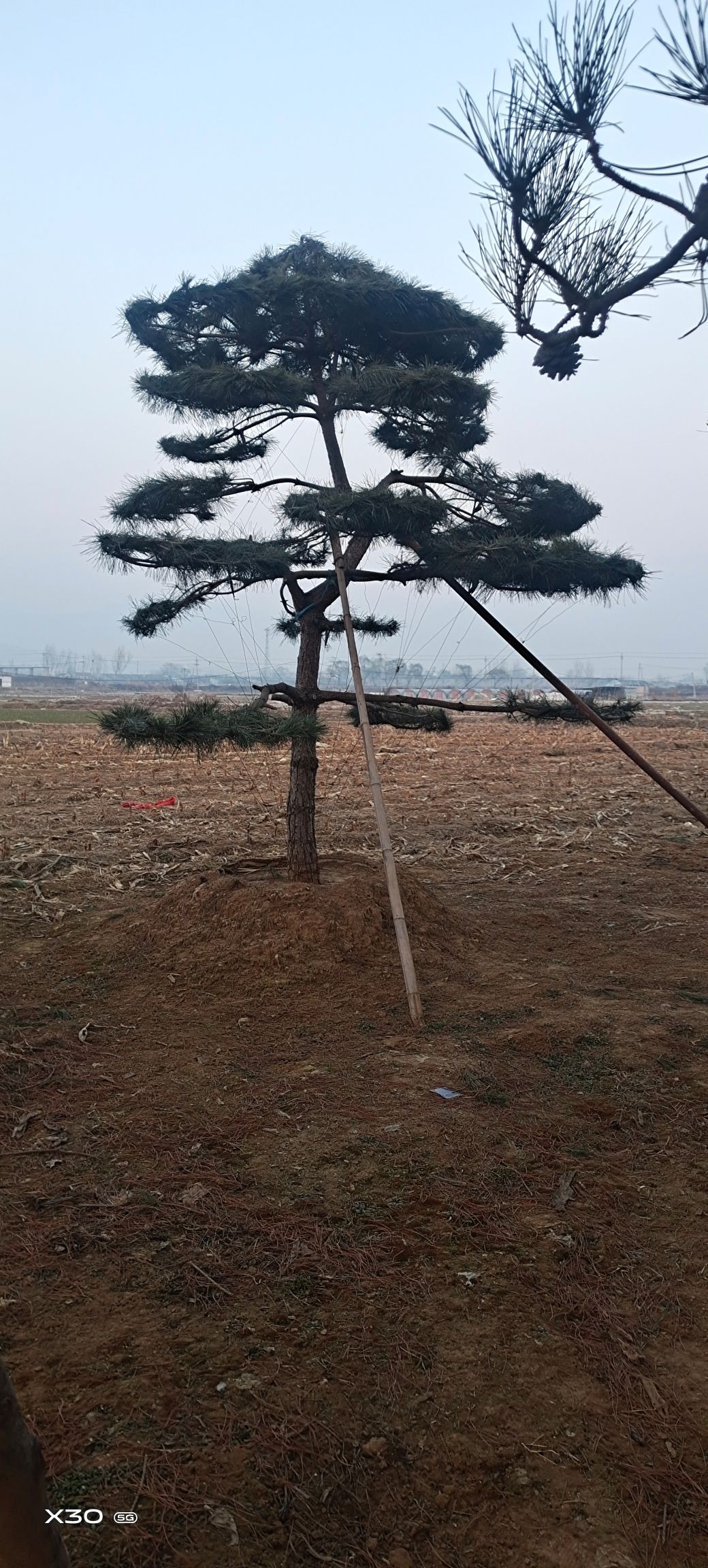 造型松树  精品造型松，景观松，造型油松，造型黑松