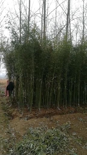 四季竹  常年大量供应绿化工程用竹苗；产地直发一手货源本人亲自带队质量