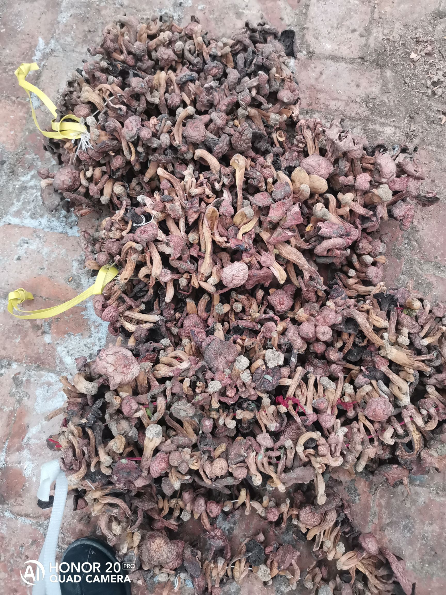 喀喇沁左翼蒙古族自治县红蘑，铆钉菇，50，便宜货批发需要的抓紧
