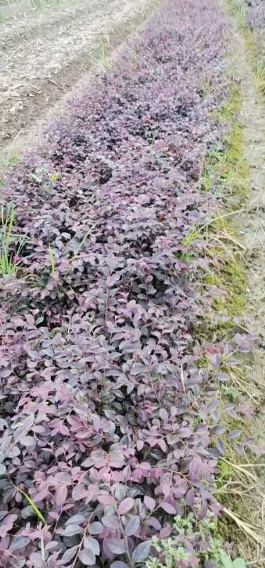 红花继木小苗批发、当年红花继木苗、移植红花继木苗