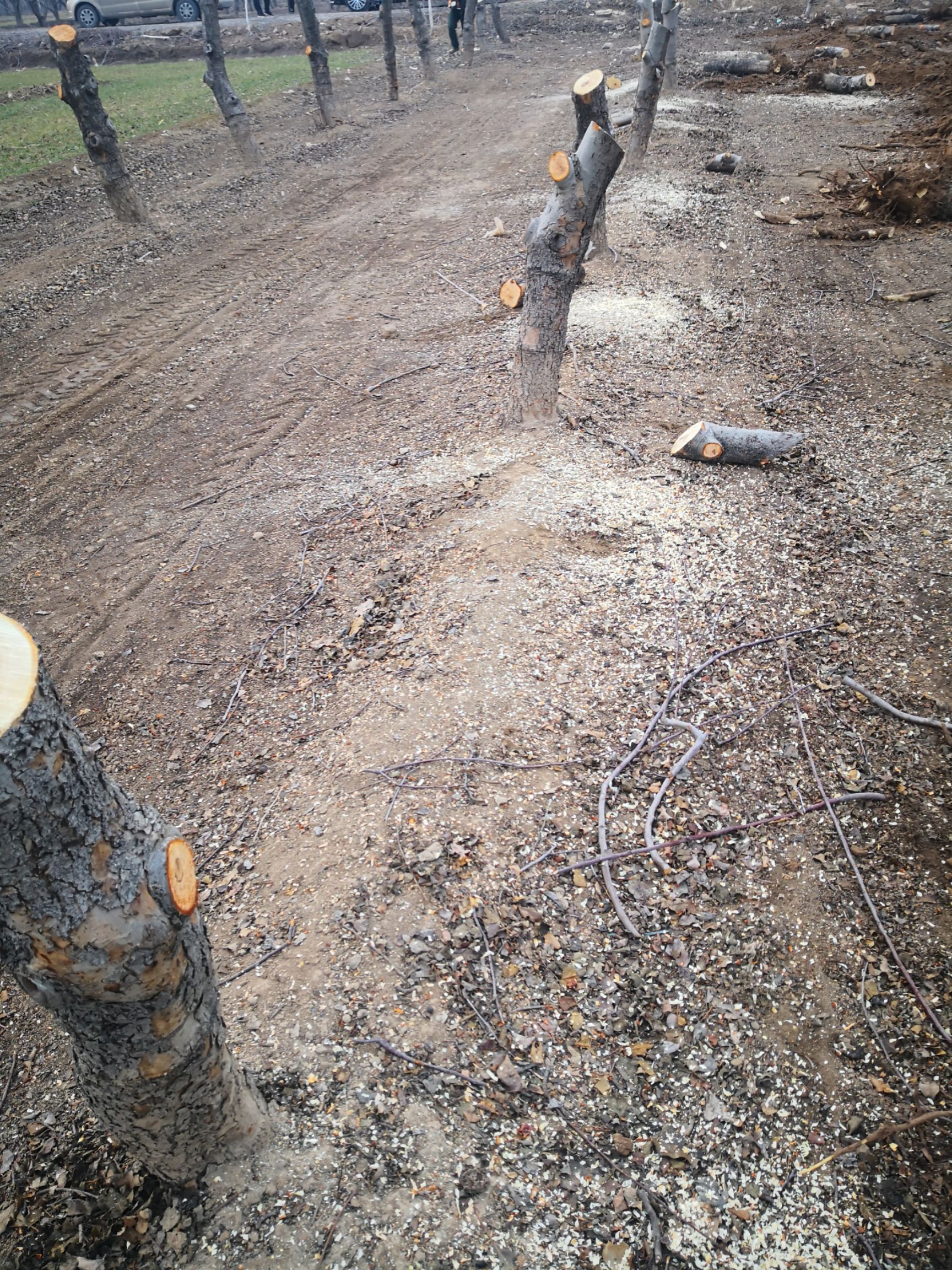 苹果树苗，占地苹果树，品种多，规格多，来电优惠