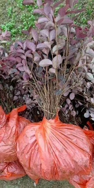 红花继木小苗批发、当年红花继木苗、移植红花继木苗