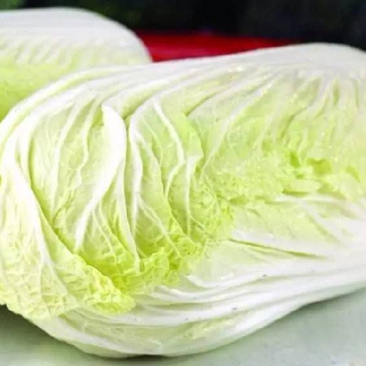 单县青杂三号白菜 白心大白菜