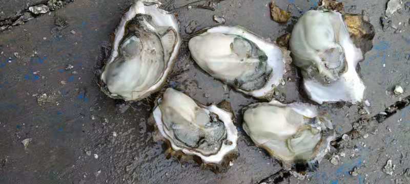 蓝点厚牡蛎  肉质鲜美，肥度9