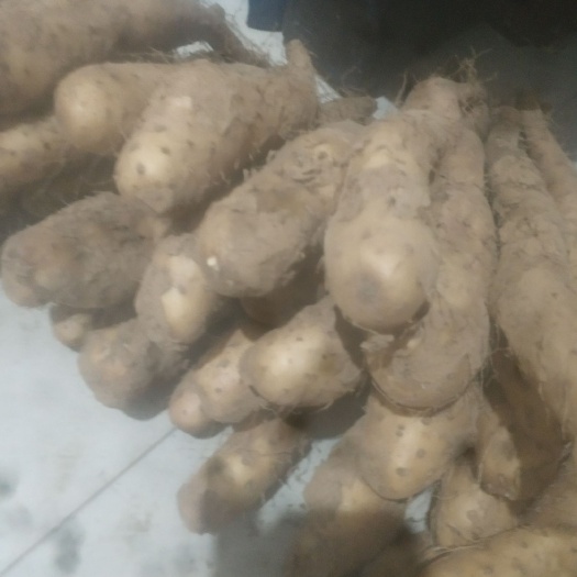 安阳县山药种  白玉山药苗4两左右