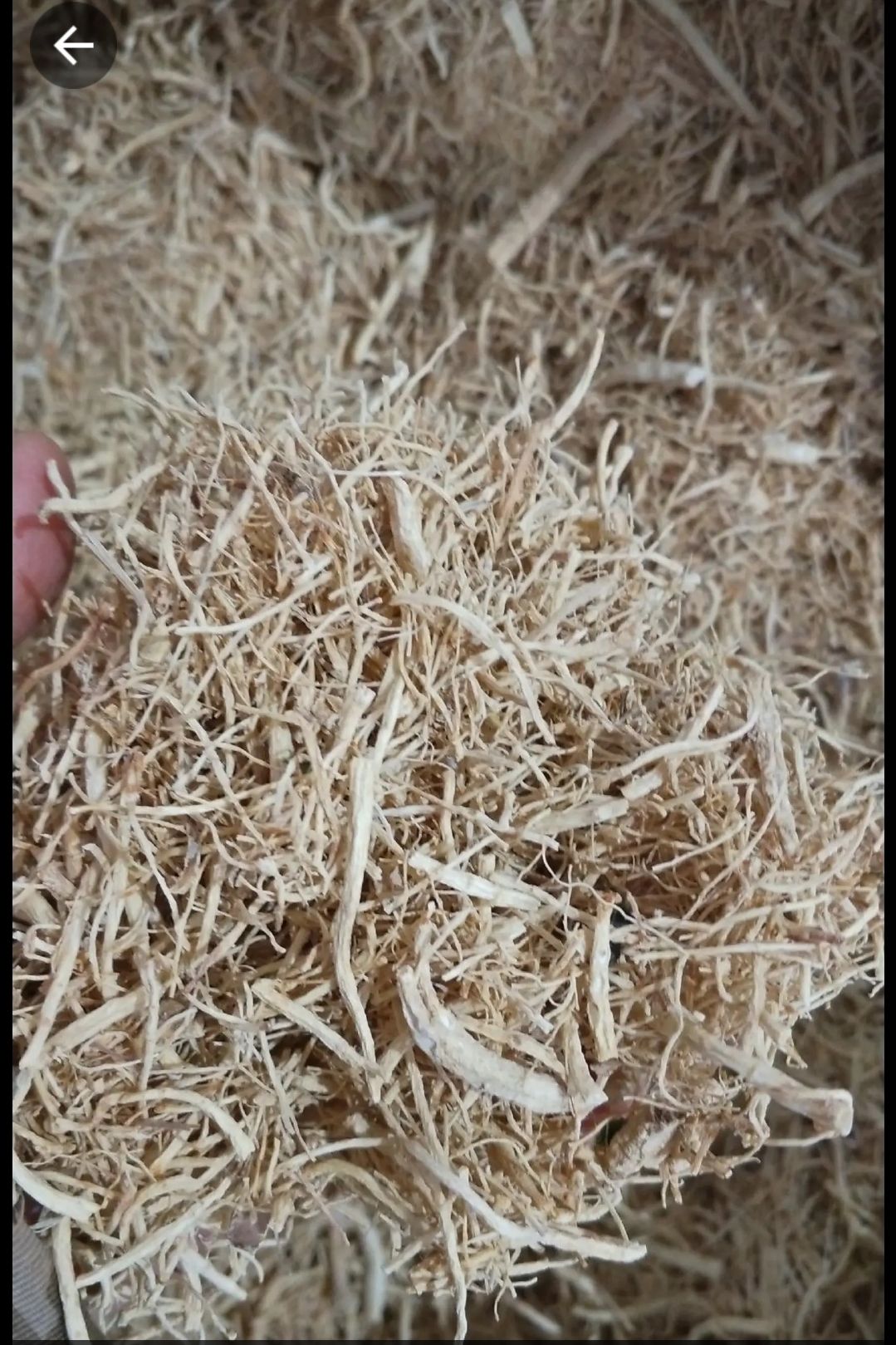 5年无硫优质西洋参碎须产地批发 一手货源 量大从优 欢迎选购