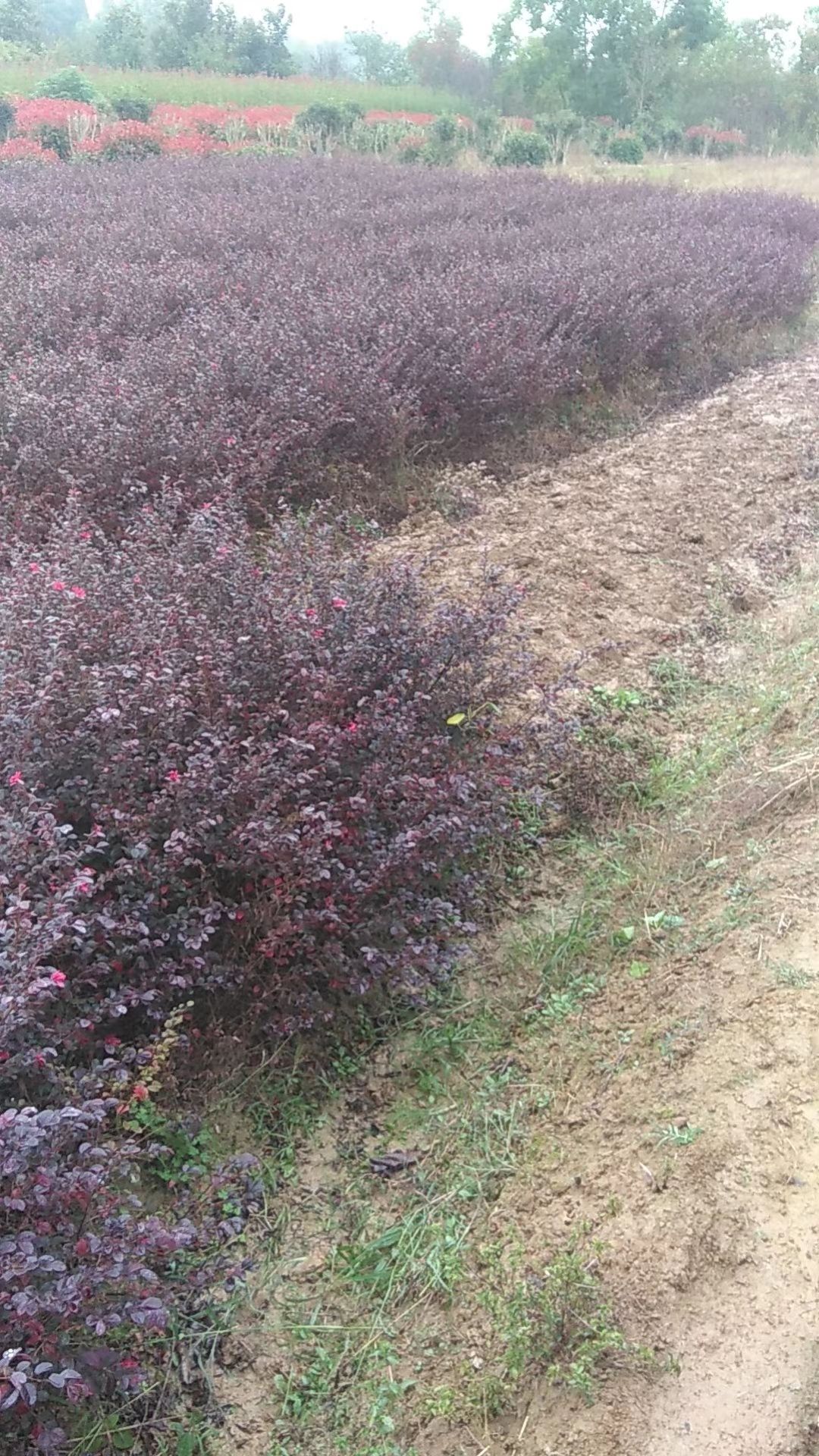 红花继木小苗批发、当年红花继木苗、移植红花继木苗