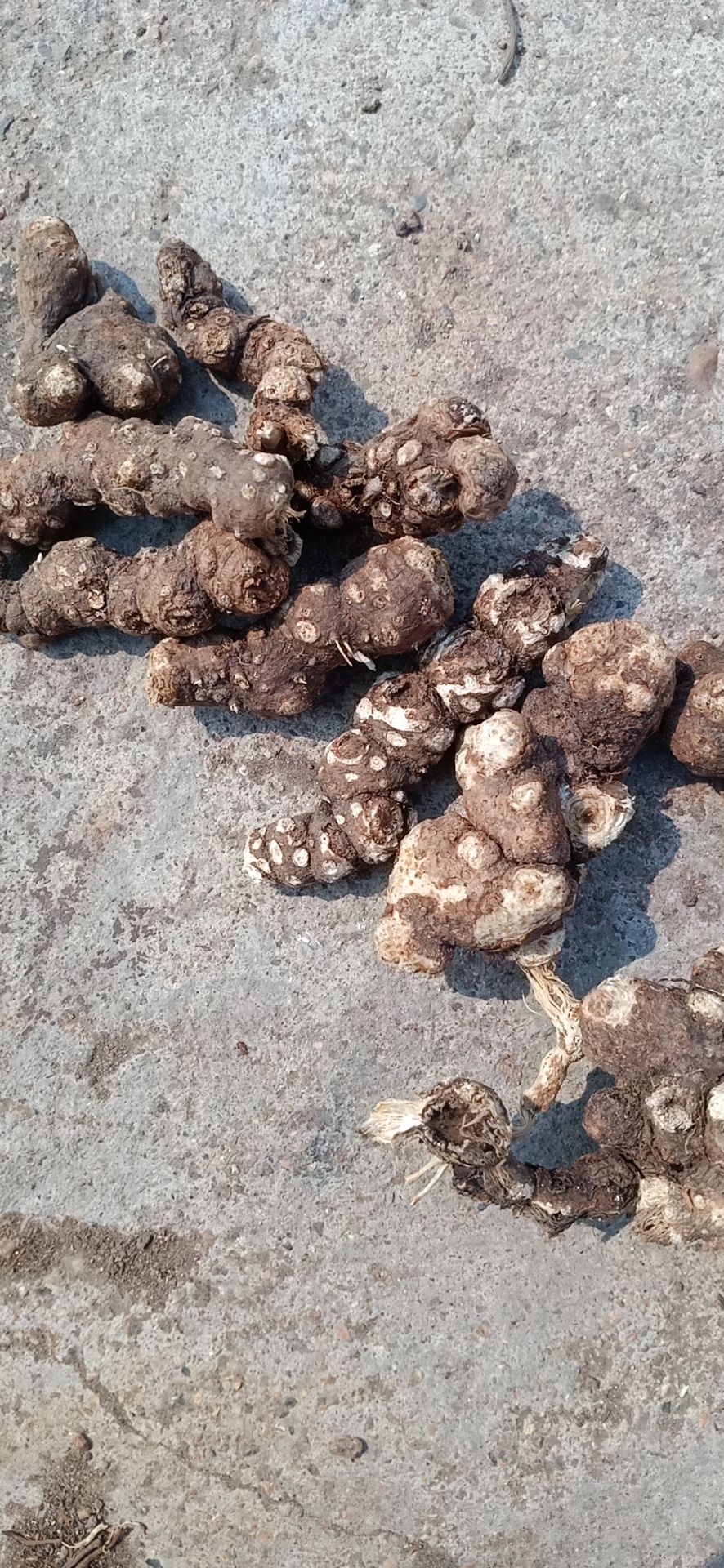 北苍术 也生,白茬苍术,光货