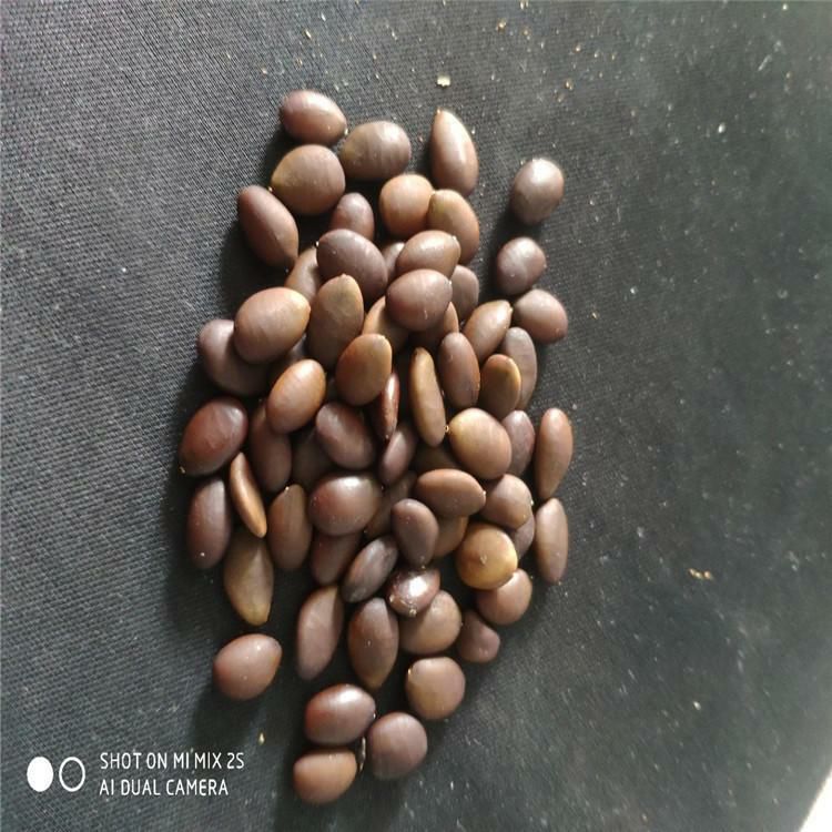 皂角种子辽宁省开原市货源