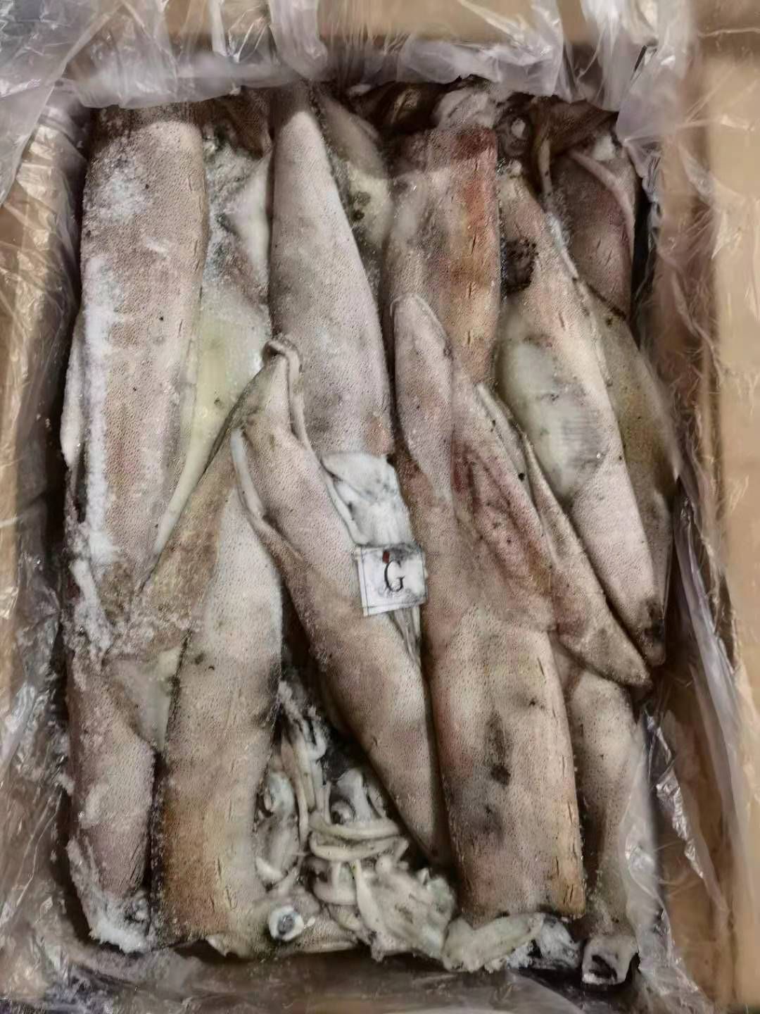  西非鱿鱼 G GG M各规格现货 马尾发货 长期稳定供货