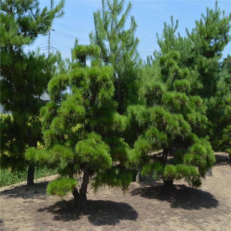 黑松种子辽宁省地产耐寒种源