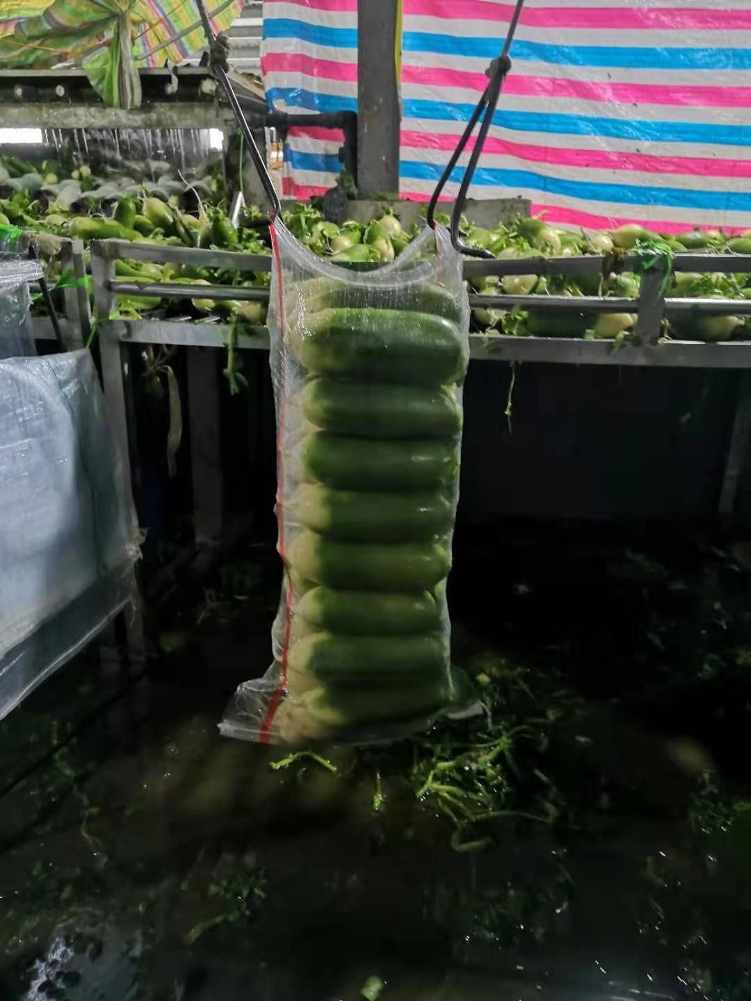 青萝卜 水果萝卜，条形好口感好 ， 价格美丽！发货快