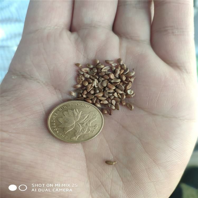 山荆子种子  山丁子种子辽宁省地产耐寒种源