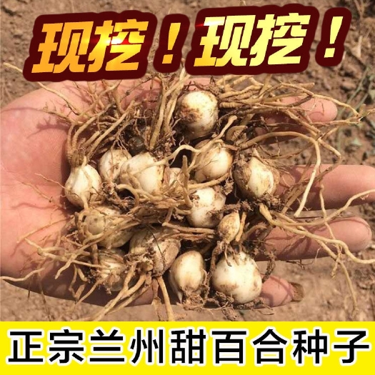 兰州百合种子 9.9