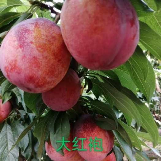 营口辽宁大红袍李子苗，大红袍李子苗，嫁接苗