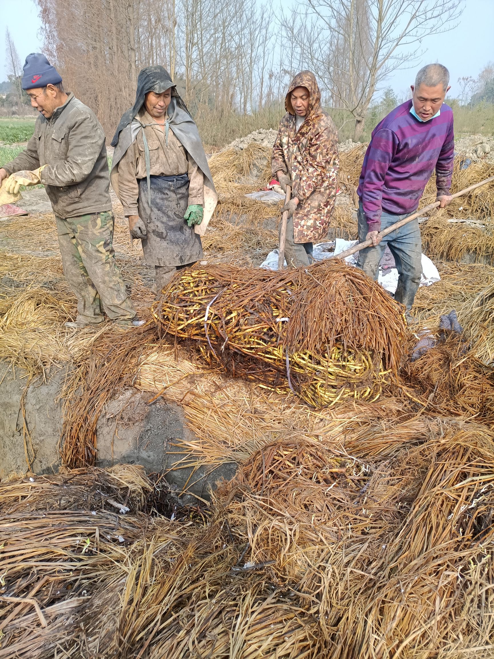 空心菜种子  成都柳叶空心菜种藤，吃起口感好，细嫩，下地出芽