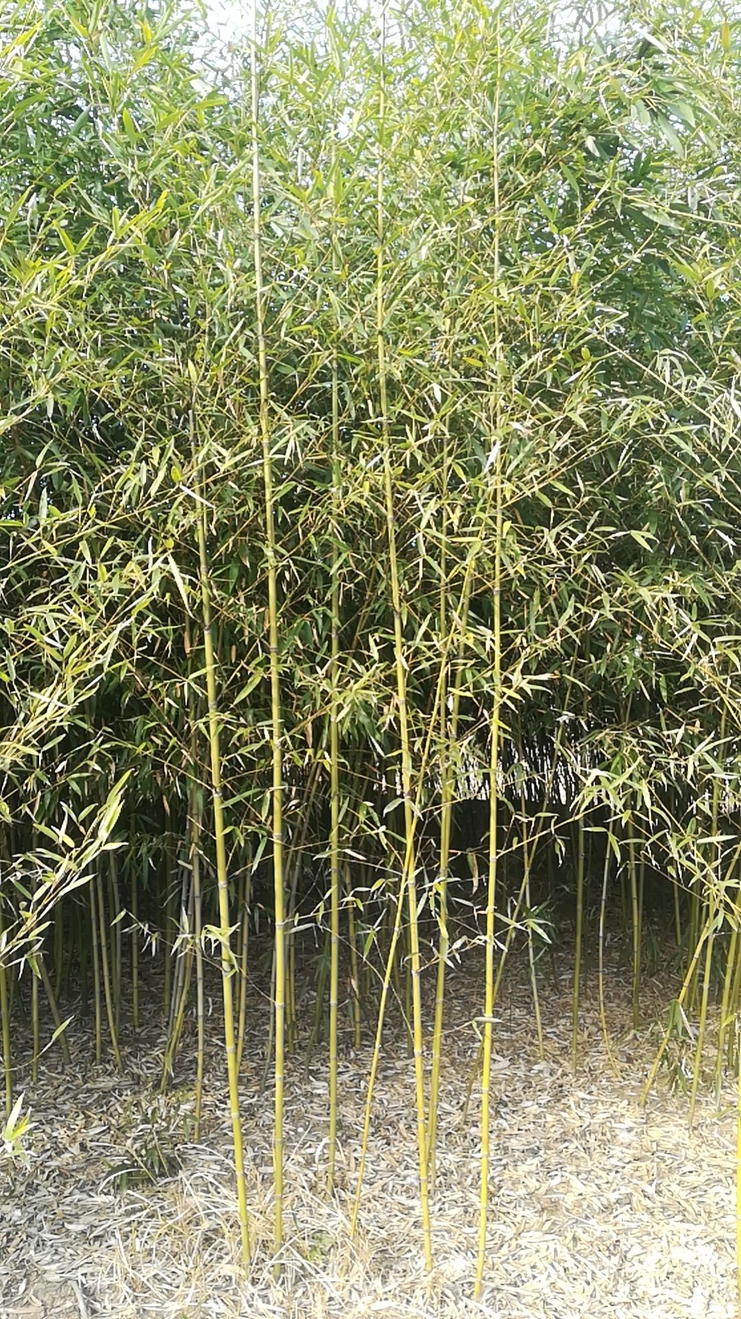 四季竹  常年大量供应绿化工程用竹苗；产地直发一手货源本人亲自带队质量