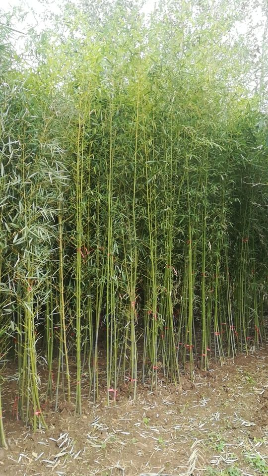 四季竹  常年大量供应绿化工程用竹苗；产地直发一手货源本人亲自带队质量