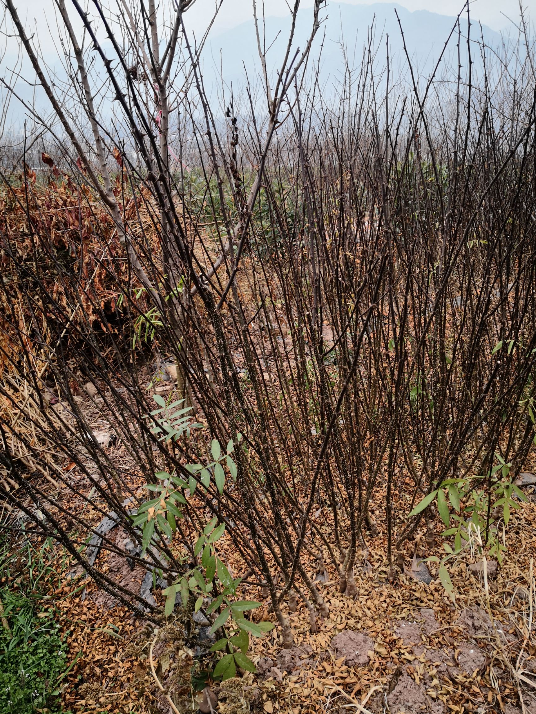 花椒苗  无刺大红袍花椒汉源贡椒嫁接苗营养杯苗基地直供