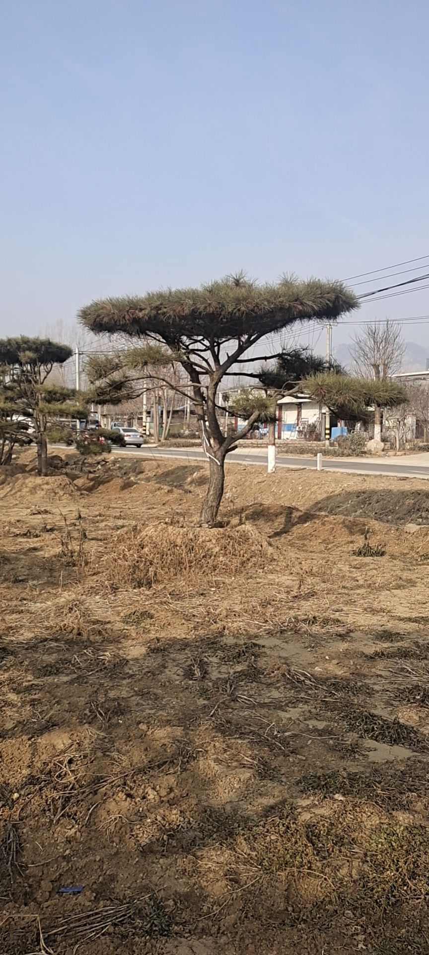 造型松树  精品造型松，景观松，造型油松，造型黑松