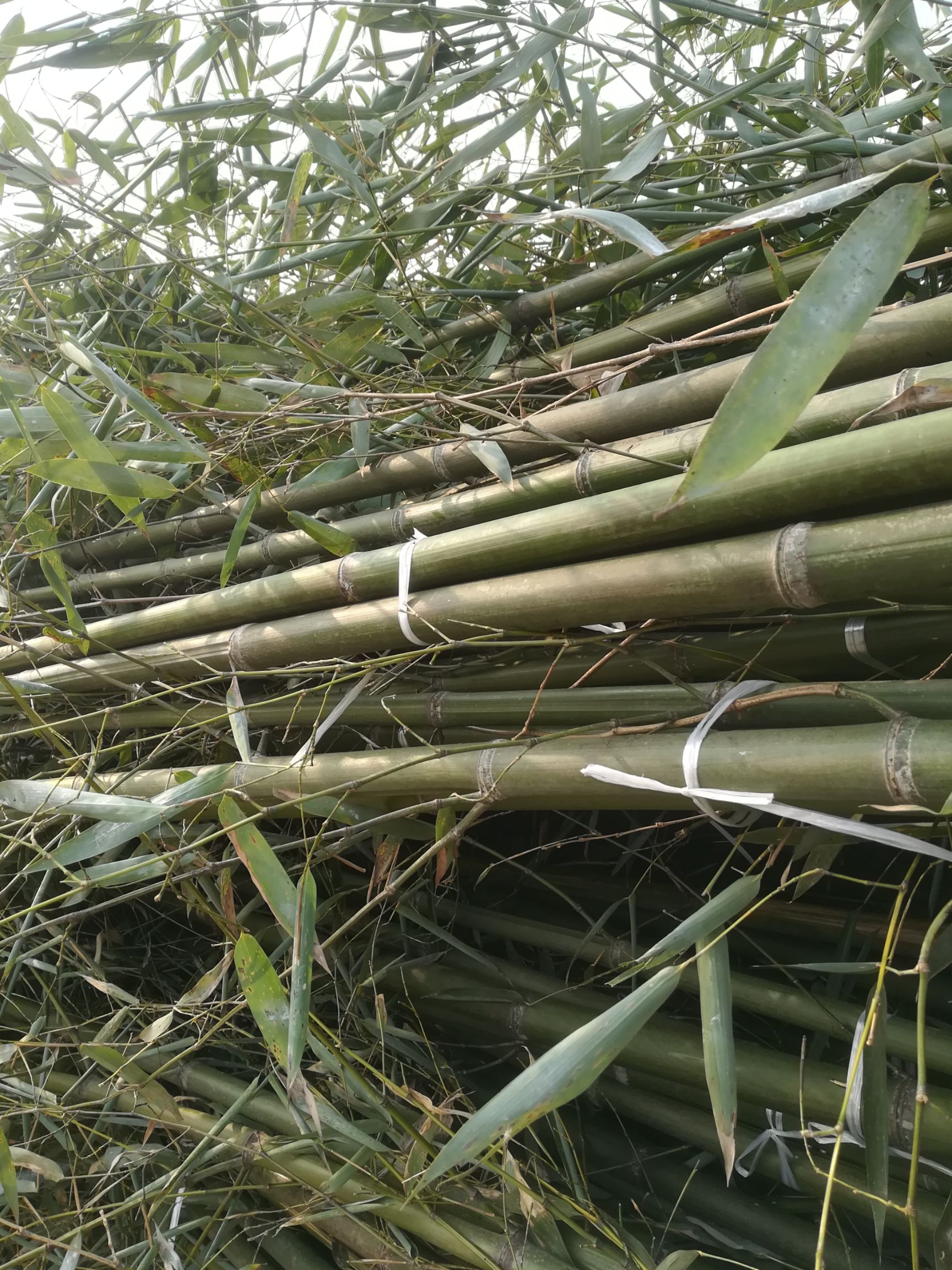 四季竹  常年大量供应绿化工程用竹苗；产地直发一手货源本人亲自带队质量