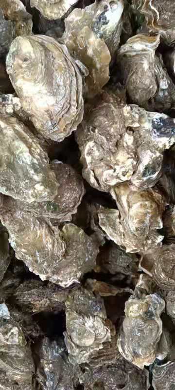 蓝点厚牡蛎  肉质鲜美，肥度9