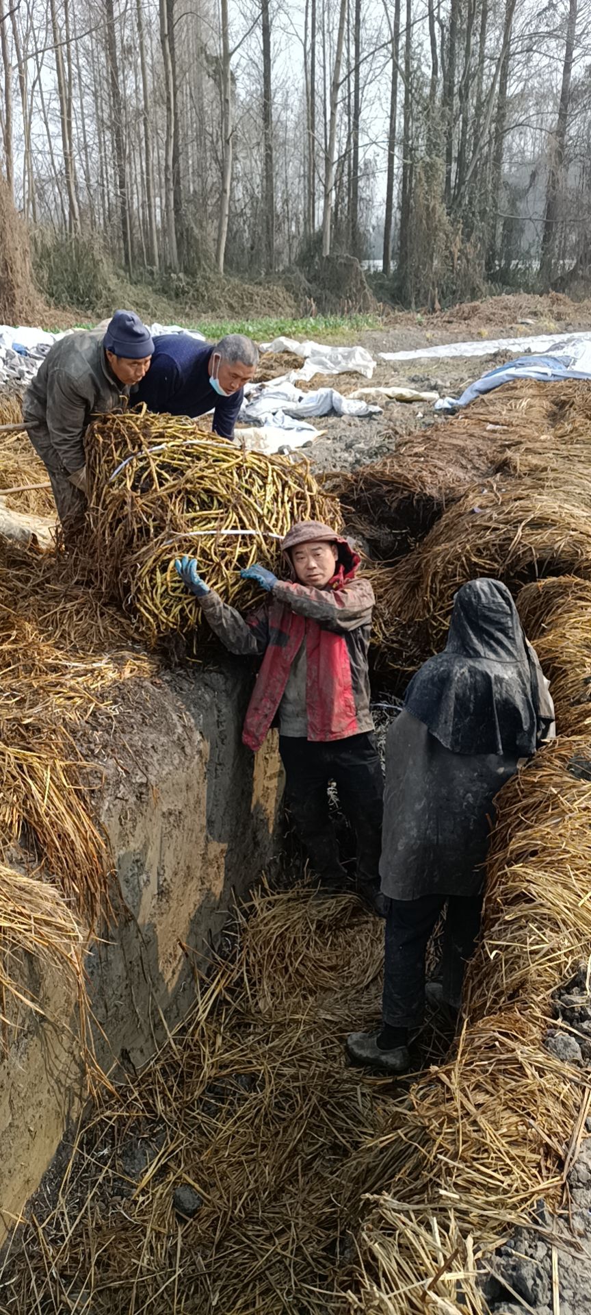 空心菜种子  成都柳叶空心菜种藤，吃起口感好，细嫩，下地出芽
