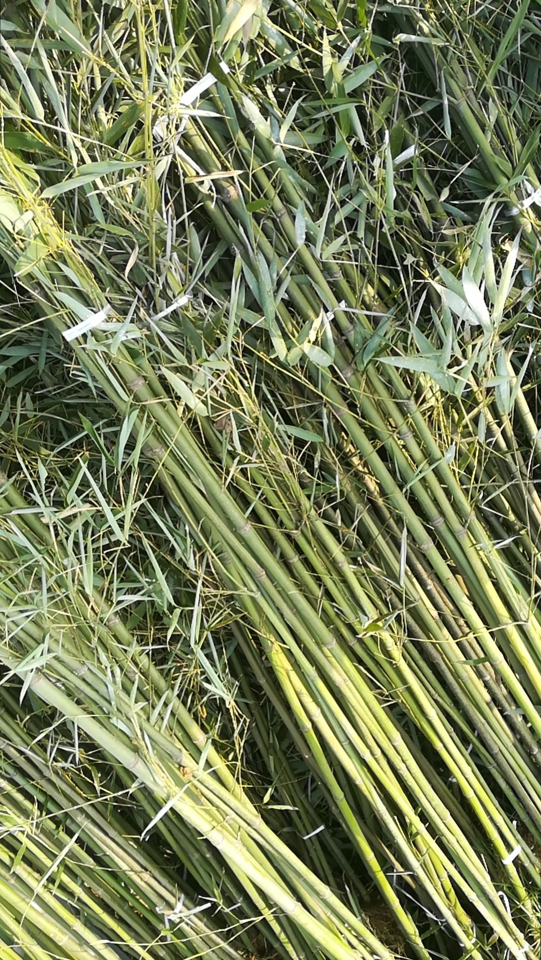 四季竹  常年大量供应绿化工程用竹苗；产地直发一手货源本人亲自带队质量