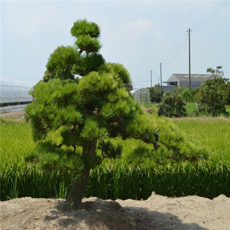 黑松种子辽宁省地产耐寒种源