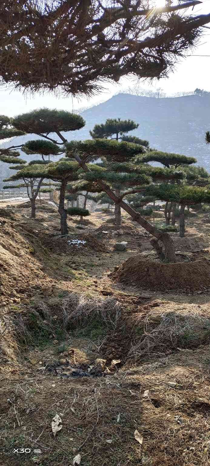 造型松树  精品造型松，景观松，造型油松，造型黑松