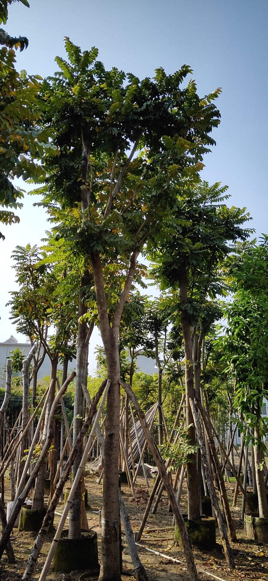 麻楝  十二至十五移植袋苗