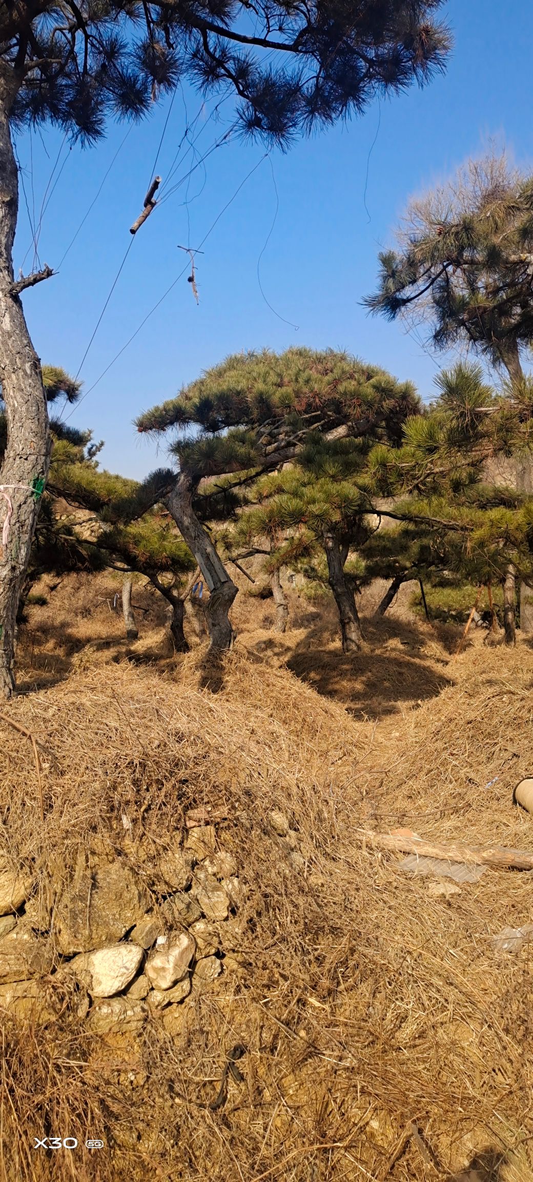 造型松树  精品造型松，景观松，造型油松，造型黑松