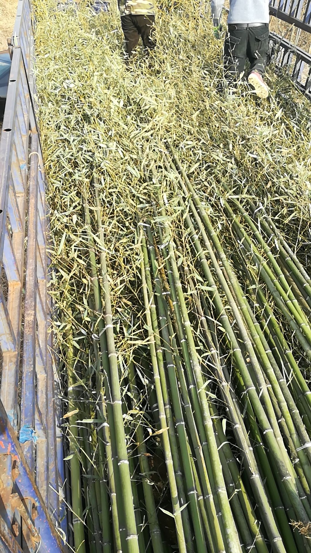 [四季竹批发]四季竹 常年大量供应绿化工程用竹苗;产地直发一手货源