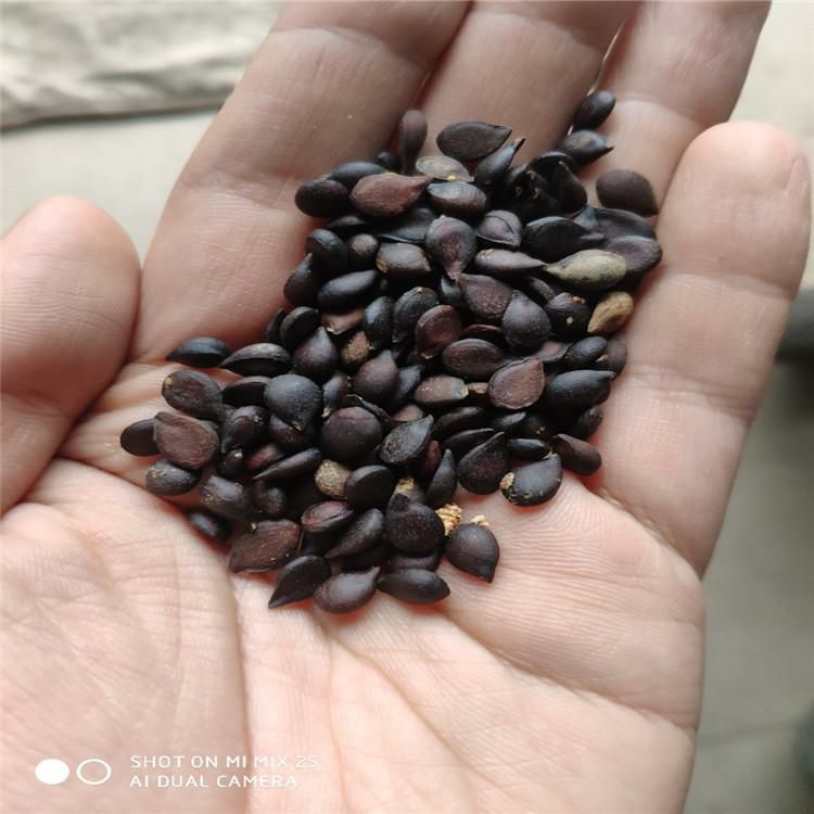 梨树种子 山梨种子辽宁省开原市货源