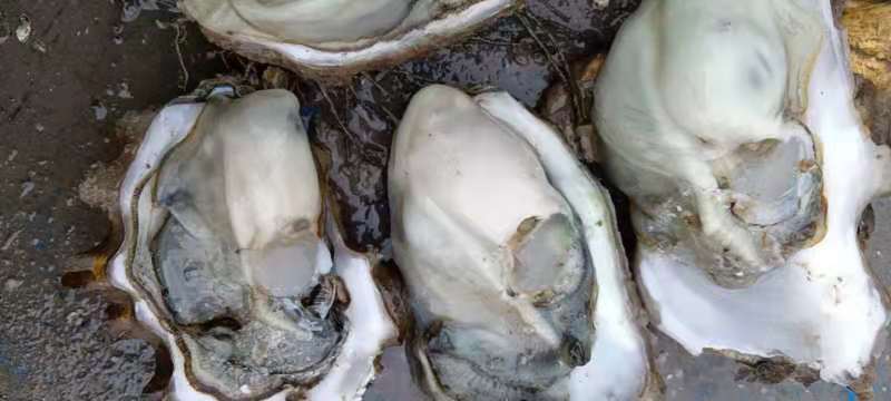 蓝点厚牡蛎  肉质鲜美，肥度9