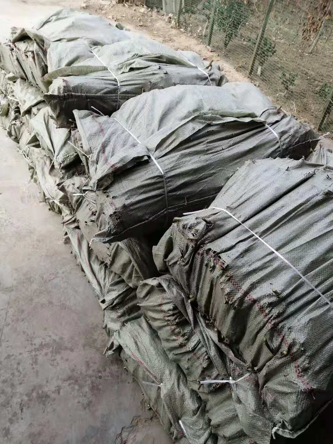 大毛花金银花苗  金银花苗扦插育苗专用枝条 河南封丘大毛花四