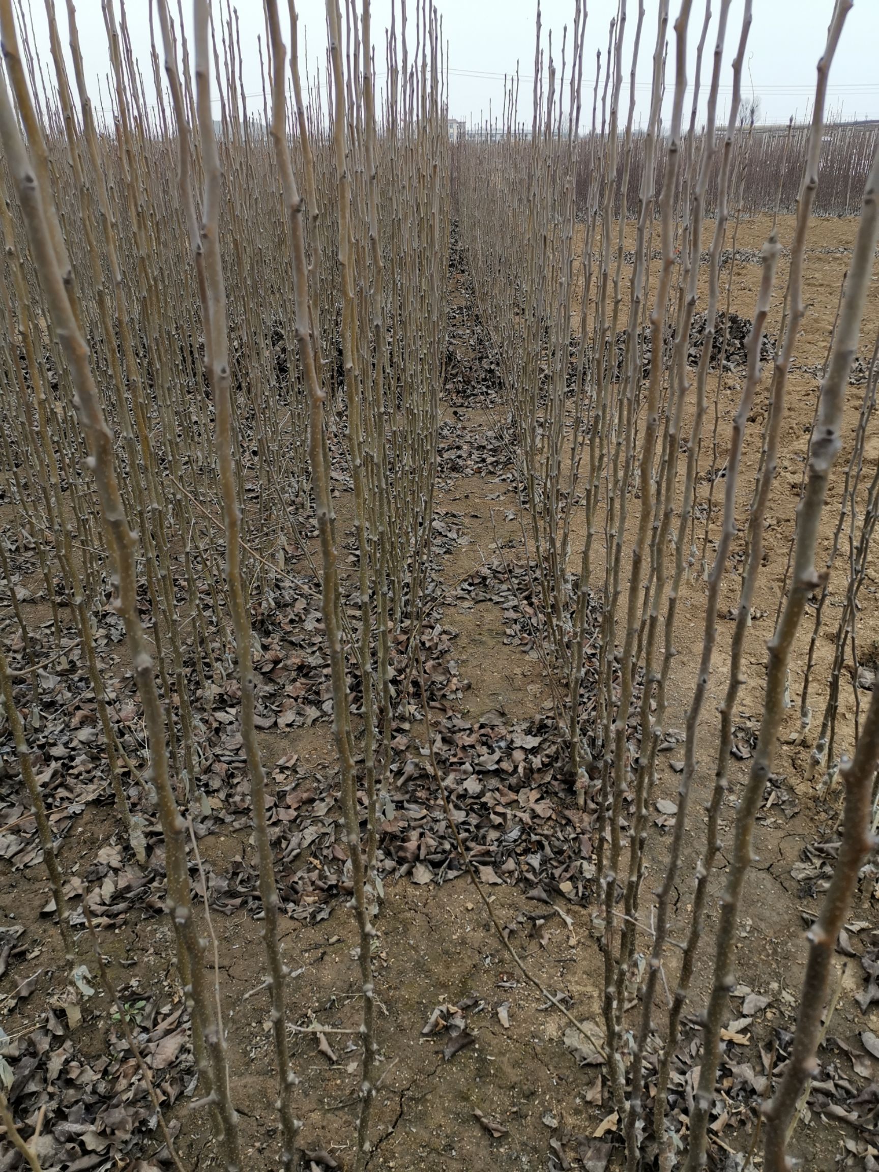 苹果梨种苗  苹果梨树苗，辽宁苹果梨苗，