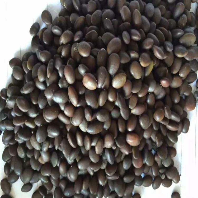 皂角种子辽宁省开原市货源